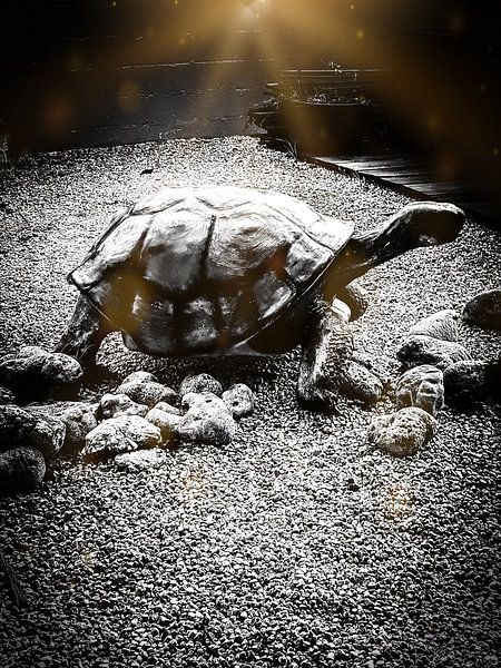Grote Caribbean landschildpad von Renee Alexandra Serlier