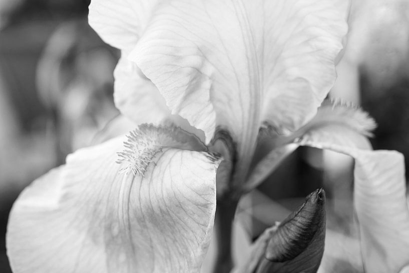 Irisbloem in zwart-wit Macro van Iris Holzer Richardson