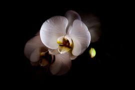 Phalaenopsis. Mysterieuze schoonheid. by Rens Kromhout