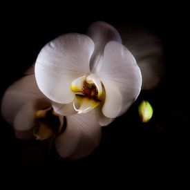 Phalaenopsis. Mysterieuze schoonheid. by Rens Kromhout