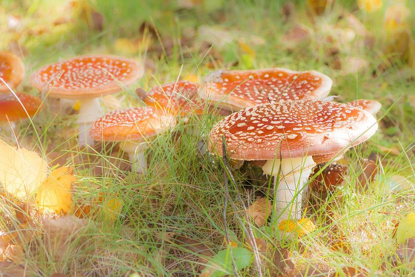 Tabourets de crapauds par ManfredFotos