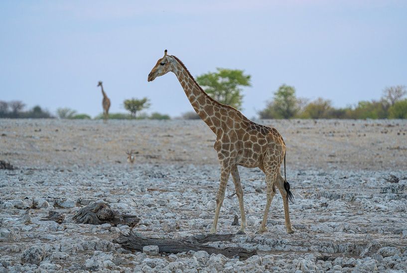 Giraffe in Etosha National Park in Namibia, Africa by Patrick Groß
