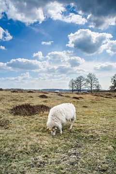 Sheep in Dutch heath landscape by Fotografiecor .nl