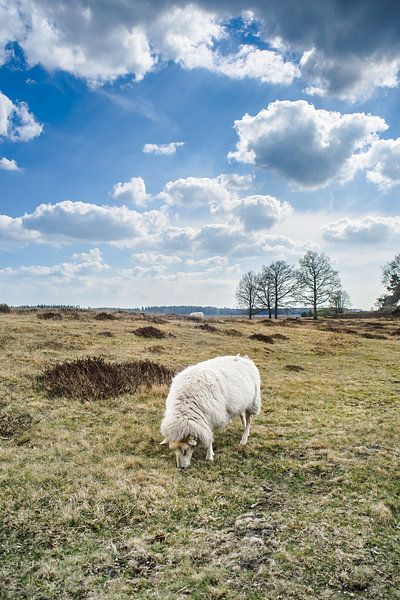 Schafe in holländischer Heide-Landschaft von Fotografiecor .nl