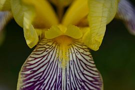 Iris Gelb von Julien Willems Ettori