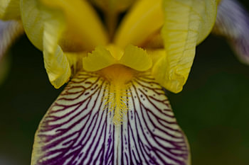 Yellow tongue