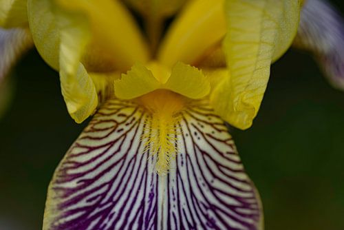 Iris Yellow