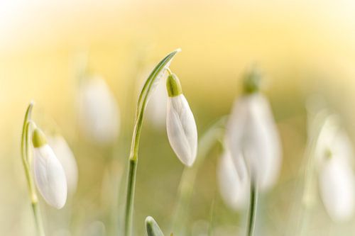 Soft snowdrops in pastel shades