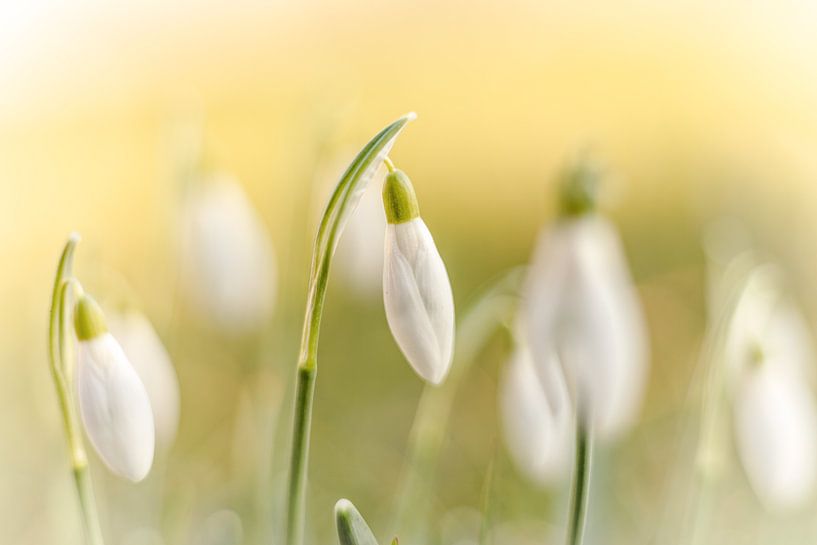 Soft snowdrops in pastel shades by KB Design & Photography (Karen Brouwer)