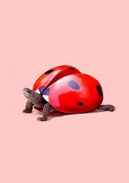 Lieveheersbeestje Schildpad van 360brain