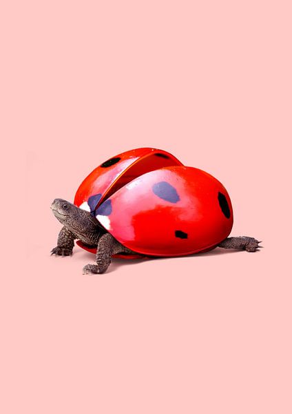 Ladybug Turtle by 360brain