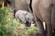 Bébé éléphant par Trudy van der Werf Aperçu