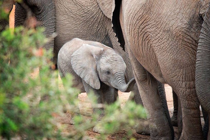 Toepassing kust Metropolitan Baby olifant van Trudy van der Werf op canvas, behang en meer