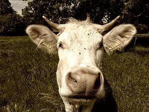 Vache curieuse