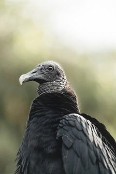 Majesteit van de Stilte - De Aasgier in Contemplatie van Femke Ketelaar