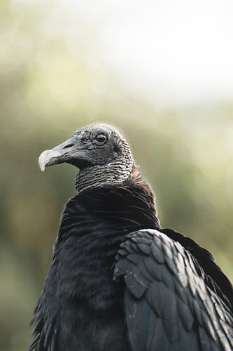 Majesté du silence - Le vautour en contemplation