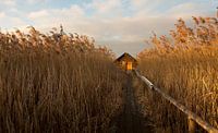 Home sweet home by Irma Warth thumbnail