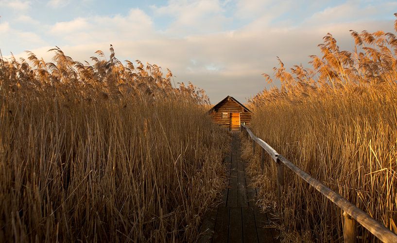 Home sweet home by Irma Warth