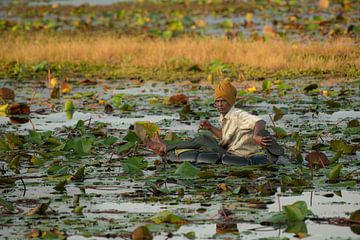 Purpurreiher im Wasgamuwa-Nationalpark