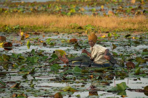 Purple heron in Wasgamuwa National Park