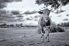 Cow and Muiderslot by Peter Bongers