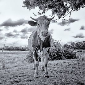 Koe en Muiderslot van Peter Bongers