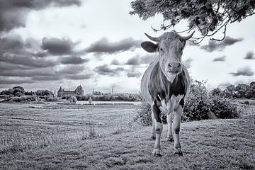 Kuh und Muiderslot von Peter Bongers