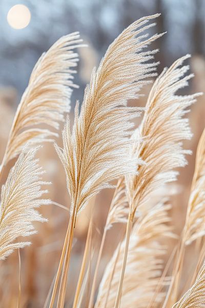 Pampas grass in the morning light - Gentle and natural by Poster Art Shop