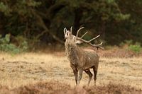 Edelhert / Red deer