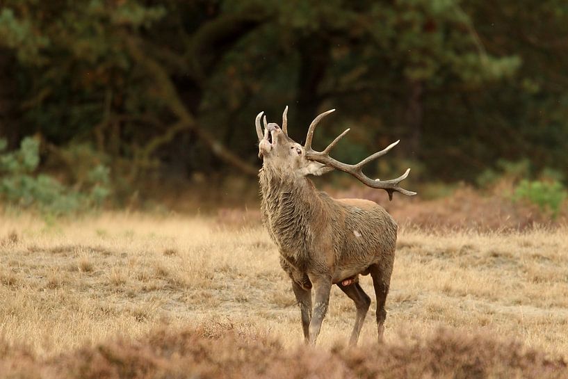Edelhert / Red deer von Jan Katsman