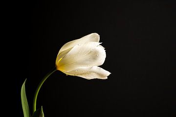 Minimalistisch stilleven met een witte tulp