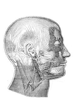 Anatomie hoofd van Pixel4ormer