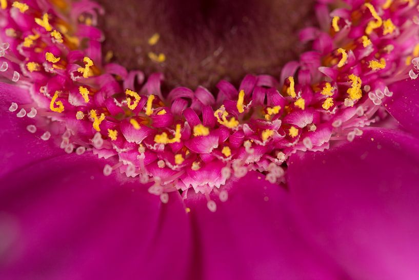 Roze gerbera van Eveline Eijlander