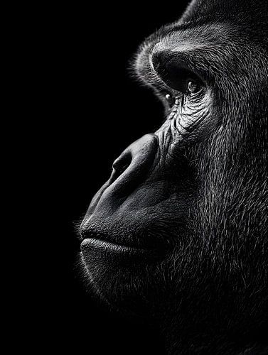 Gorilla - Majestueus zijprofiel in zwart-wit