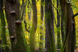 Arbres d'automne dans la forêt de Speulder