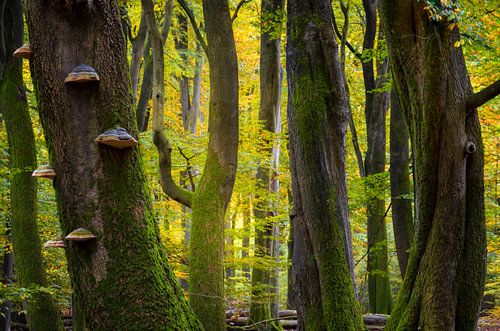 Herbstbäume im Speulder Wald