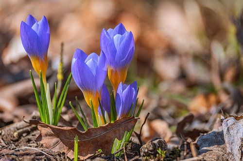 L'éveil du printemps