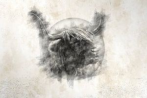 Schottischer Highlander (Zeichnung)