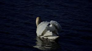 Weißer schwimmender Höckerschwan