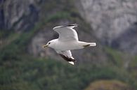 Seagull in Norway von Anouk Davidse Miniaturansicht