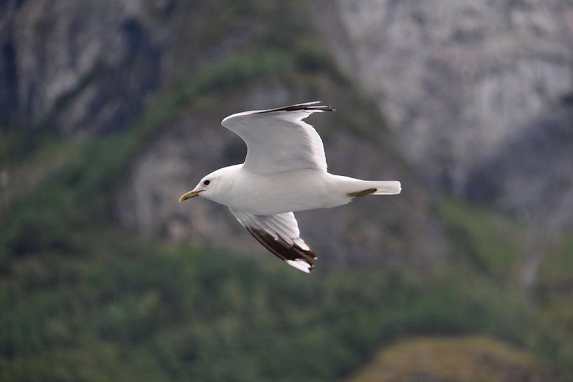 Seagull in Norway von Anouk Davidse