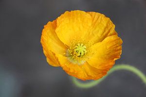 gelber mohn