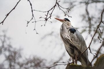 Close-up of a heron in a tree by Chihong