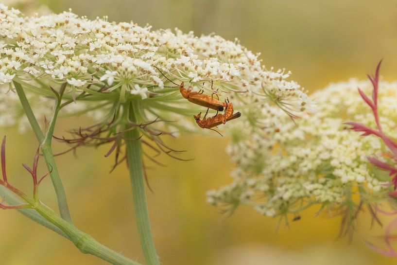 Weekly weevils by Moetwil en van Dijk - Fotografie