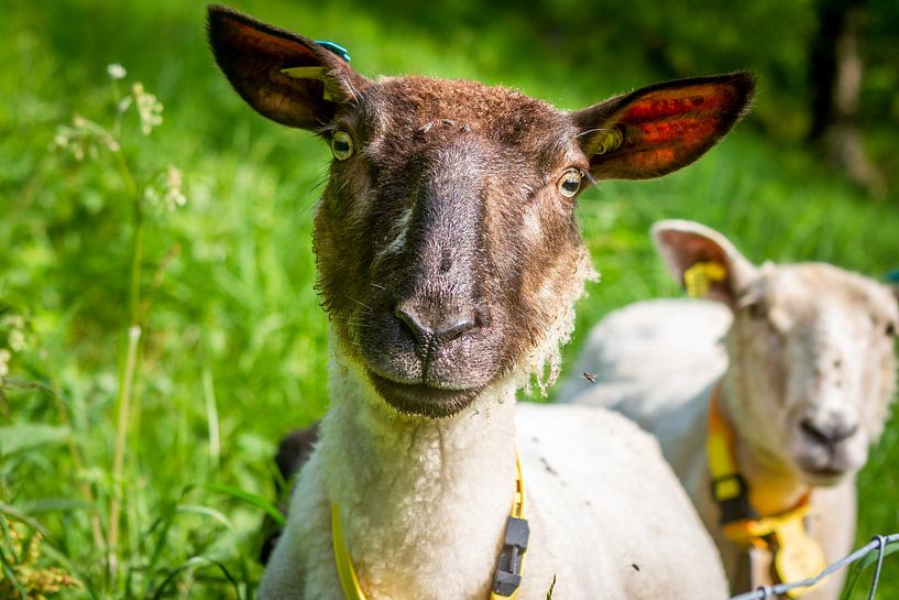 Ein Schaf auf einer norwegischen Weide von Hamperium Photography