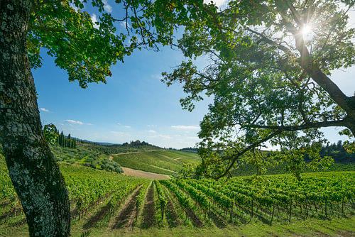 Wijngaarden en eikenbomen in Radda in Chianti, Toscane, Italië