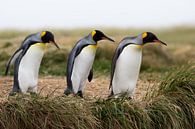 King penguins by Ellen van Drunen thumbnail