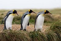 Koningspinguins