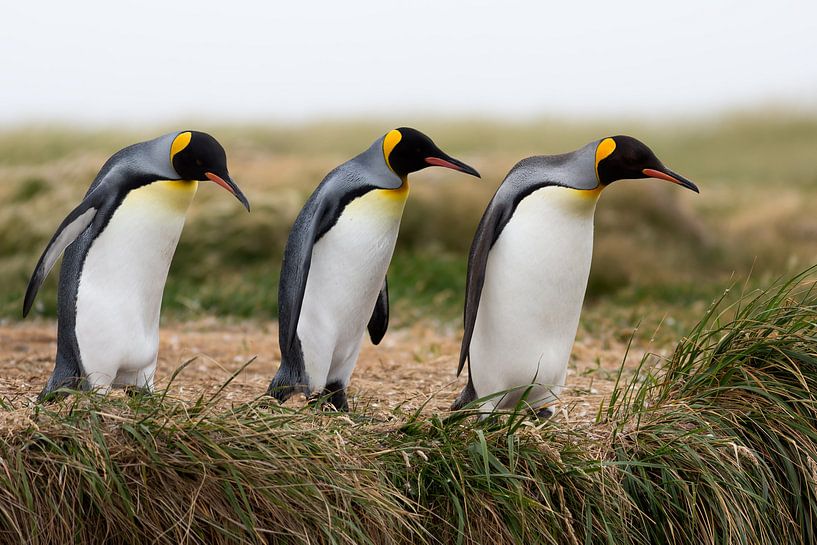 King penguins by Ellen van Drunen