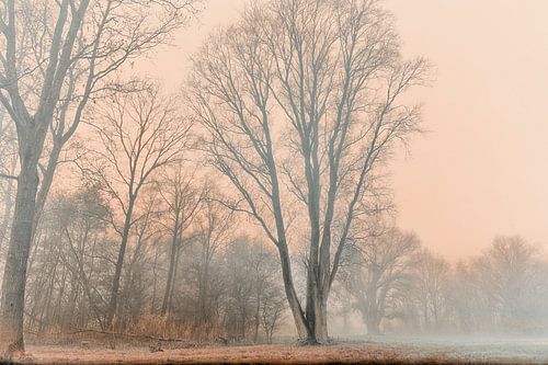 Mistige Zonsopkomst in het bos.